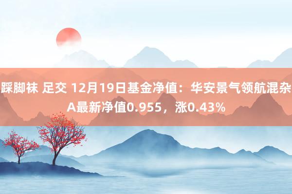 踩脚袜 足交 12月19日基金净值：华安景气领航混杂A最新净值0.955，涨0.43%